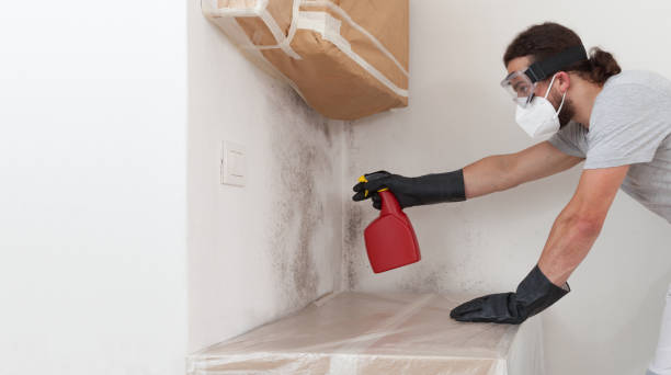 Professional Crawl Space Mold Remediation technician working in Freeburg, IL