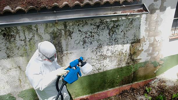 Top rated local Crawl Space Mold Remediation specialists in Freeburg, IL